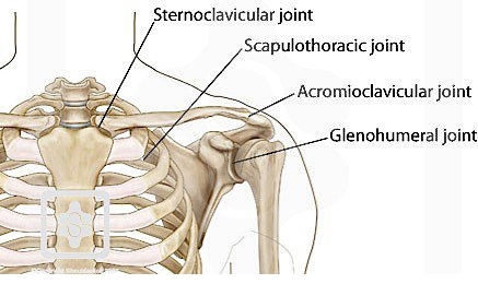 Joints Surrounding the Scapula